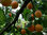 Aprikose Prunus armeniaca Pflanze 35-40cm Marille Malete Barille Aprikosenbaum