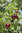 Kirschpflaume Prunus cerasifera Pflanze 5-10cm Myrobalane Türkenkirsche Pflaume