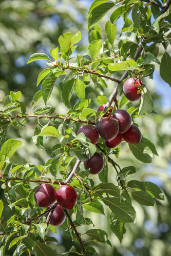 Kirschpflaume Prunus cerasifera Pflanze 15-20cm Myrobalane Türkenkirsche Pflaume