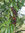 Späte Traubenkirsche Prunus serotina Pflanze 45-50cm Spätblühende Traubenkirsche