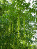 Kaukasische Flügelnuss Pterocarya fraxinifolia Pflanze 15-20cm Nussbaum Rarität