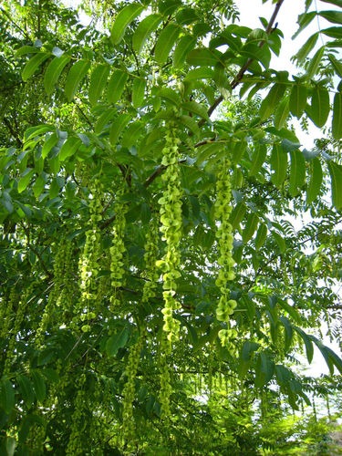 Kaukasische Flügelnuss Pterocarya fraxinifolia Pflanze 25-30cm Nussbaum Rarität