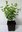 Schneebeere Symphoricarpos albus laevigatus Pflanze 5-10cm Knallerbsenstrauch