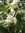 Schneebeere Symphoricarpos albus laevigatus Pflanze 5-10cm Knallerbsenstrauch