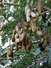 Süße Tamarinde Tamarindus indica Pflanze 5-10cm indische Dattel Tamarindenbaum