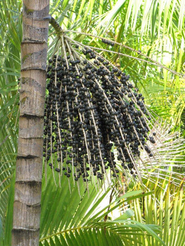 Kohlpalme Euterpe oleracea Pflanze 5-10cm Assai Palme Jucarapalme Acai Rarität