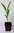 Kohlpalme Euterpe oleracea Pflanze 5-10cm Assai Palme Jucarapalme Acai Rarität