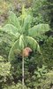 Jucarapalme Euterpe edulis Pflanze 5-10cm Assai Palme Kohlpalme Acai Rarität