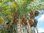 Zwergdattelpalme Phoenix roebelenii Pflanze 15-20cm Zwerg-Dattelpalme Palme