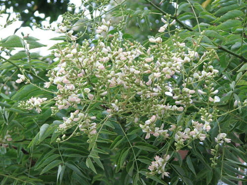 Japanischer Schnurbaum Styphnolobium japonica Pflanze 45-50cm Honigbaum Rarität