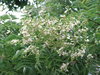 Japanischer Schnurbaum Styphnolobium japonica Pflanze 45-50cm Honigbaum Rarität