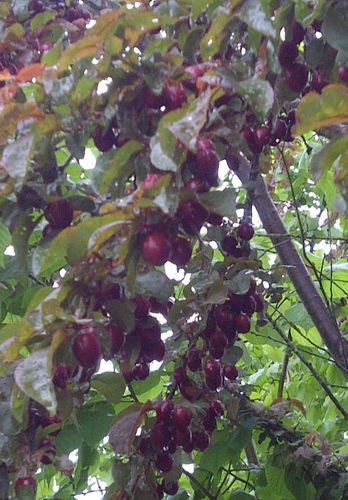 Blutpflaume Prunus cerasifera ‘Nigra’ Pflanze 15-20cm Blut-Pflaume Kirschpflaume