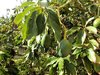 Avocado Persea americana Pflanze 5-10cm Persea gratissima Butterfrucht Rarität