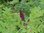 Bastardindigo Amorpha fruticosa Pflanze 45-50cm Bleibusch Scheinindigo Rarität
