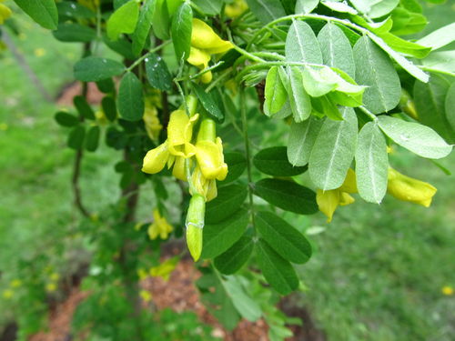 Gemeiner Erbsenstrauch Caragana arborescens Pflanze 25-30cm Erbsenstrauch