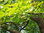 Ginkgobaum Ginkgo biloba Pflanze 55-60cm Baum des Jahrtausends Fächerblattbaum