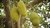 Jackfrucht Artocarpus heterophyllus Pflanze 25-30cm Jakobsfrucht Jackfruchtbaum