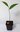 Jackfrucht Artocarpus heterophyllus Pflanze 35-40cm Jakobsfrucht Jackfruchtbaum