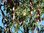 Lederhülsenbaum Gleditsia triacanthos Pflanze 45-50cm Gleditschie Honigdorn