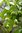Gemeine Pimpernuss Staphylea pinnata Pflanze 45-50cm Klappernuss Nussbaum