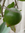 Lucuma Pouteria lucuma Pflanze 5-10cm Sapote Lucuma Eierfrucht Lucumo Rarität