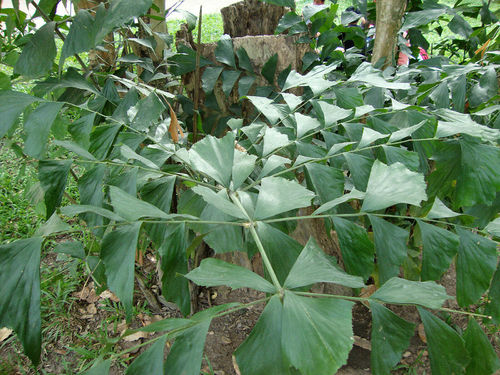 Fischschwanzpalme Caryota mitis Pflanze 15-20cm buschige Fischschwanzpalme Palme