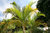 Goldfruchtpalme Dypsis lutescens Pflanze 5-10cm Areca-Palme Goldblattpalme