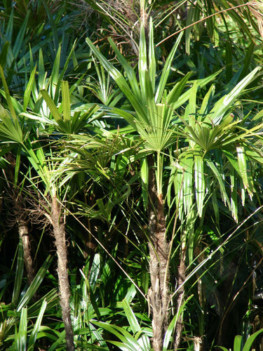 Steckenpalme Rhapis excelsa Pflanze 5-10cm Palme Rarität