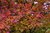 Fächer-Ahorn Acer palmatum Pflanze 45-50cm Japanischer Fächerahorn Ahorn