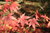 Roter Fächer-Ahorn Acer palmatum atropurpureum Pflanze 35-40cm Fächerahorn