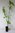Rot-Ahorn Acer rubrum Pflanze 45-50cm Scharlach-Ahorn Sumpf-Ahorn Ahorn