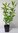 Zimterle Clethra alnifolia Pflanze 15-20cm Scheineller Silberkerzenstrauch