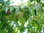 Baum-Hasel Corylus colurna Pflanze 55-60cm Türkische Hasel Haselnuss Baumhasel