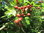 Eingriffeliger Weißdorn Crataegus monogyna Pflanze 25-30cm Hagedorn Heckedorn