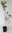 Eingriffeliger Weißdorn Crataegus monogyna Pflanze 35-40cm Hagedorn Heckedorn