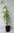 Aufrechter Gartenbambus Jumbo Fargesia murieliae Jumbo Pflanze 25-30cm Bambus