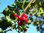 Europäische Stechpalme Ilex aquifolium Pflanze 5-10cm Wald-Stechpalme Hülse