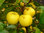 Holzapfel Malus sylvestris Pflanze 35-40cm Wildapfel Krabapfel Apfelbaum Apfel