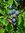 Schlehdorn Prunus spinosa Pflanze 45-50cm Schlehe Schwarzdorn Sauerpflaume