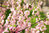 Mandelbäumchen Prunus triloba Pflanze 15-20cm Mandelstrauch blühende Mandel