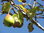 Birne Pyrus communis Pflanze 45-50cm Kultur-Birne Birnenbaum Holzbirne Birnbaum