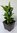 Japanische Blütenskimmie Skimmia japonica Pflanze 5-10cm Skimmie Fruchtskimmie