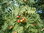 Speierling Sorbus domestica Pflanze 25-30cm Spierling Sperberbaum Sporapfel
