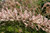 Frühlings-Tamariske Tamarix parviflora Pflanze 5-10cm kleinblütige Tamariske