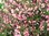 Liebliche Weigelie Weigela florida Pflanze 45-50cm Rosa Weigelie Rarität