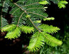 Große Küstentanne Abies grandis Pflanze 5-10cm Küsten-Tanne Riesen-Tanne Tanne