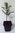 Große Küstentanne Abies grandis Pflanze 15-20cm Küsten-Tanne Riesen-Tanne Tanne