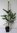 Koreatanne Abies koreana Pflanze 25-30cm Korea-Tanne Tanne Rarität