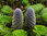 Koreatanne Abies koreana Pflanze 35-40cm Korea-Tanne Tanne Rarität