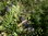 Korktanne Abies lasiocarpa var. arizonica Pflanze 5-10cm Felsengebirgs-Tanne